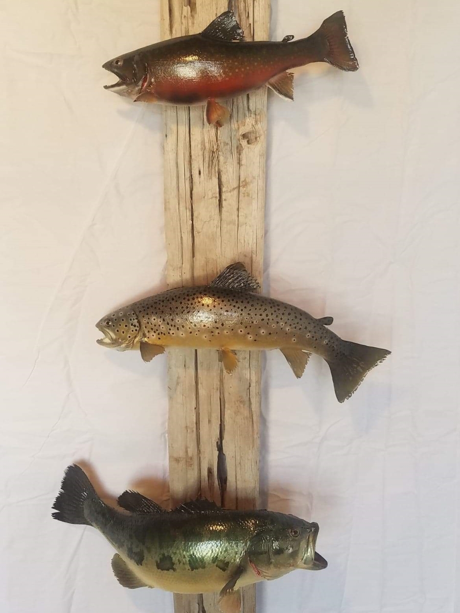 Pleasant Ridge Taxidermy