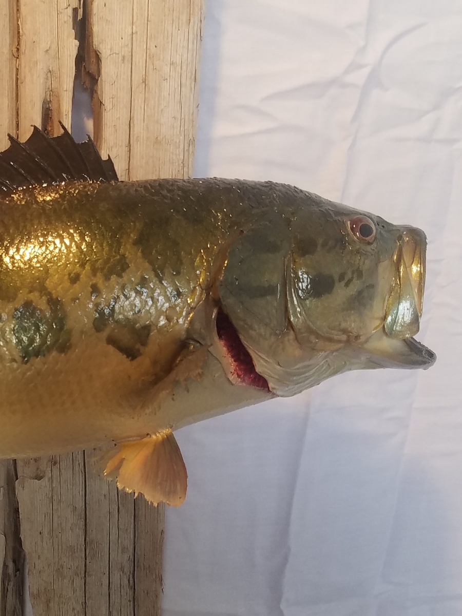 Gallery Pleasant Ridge Taxidermy