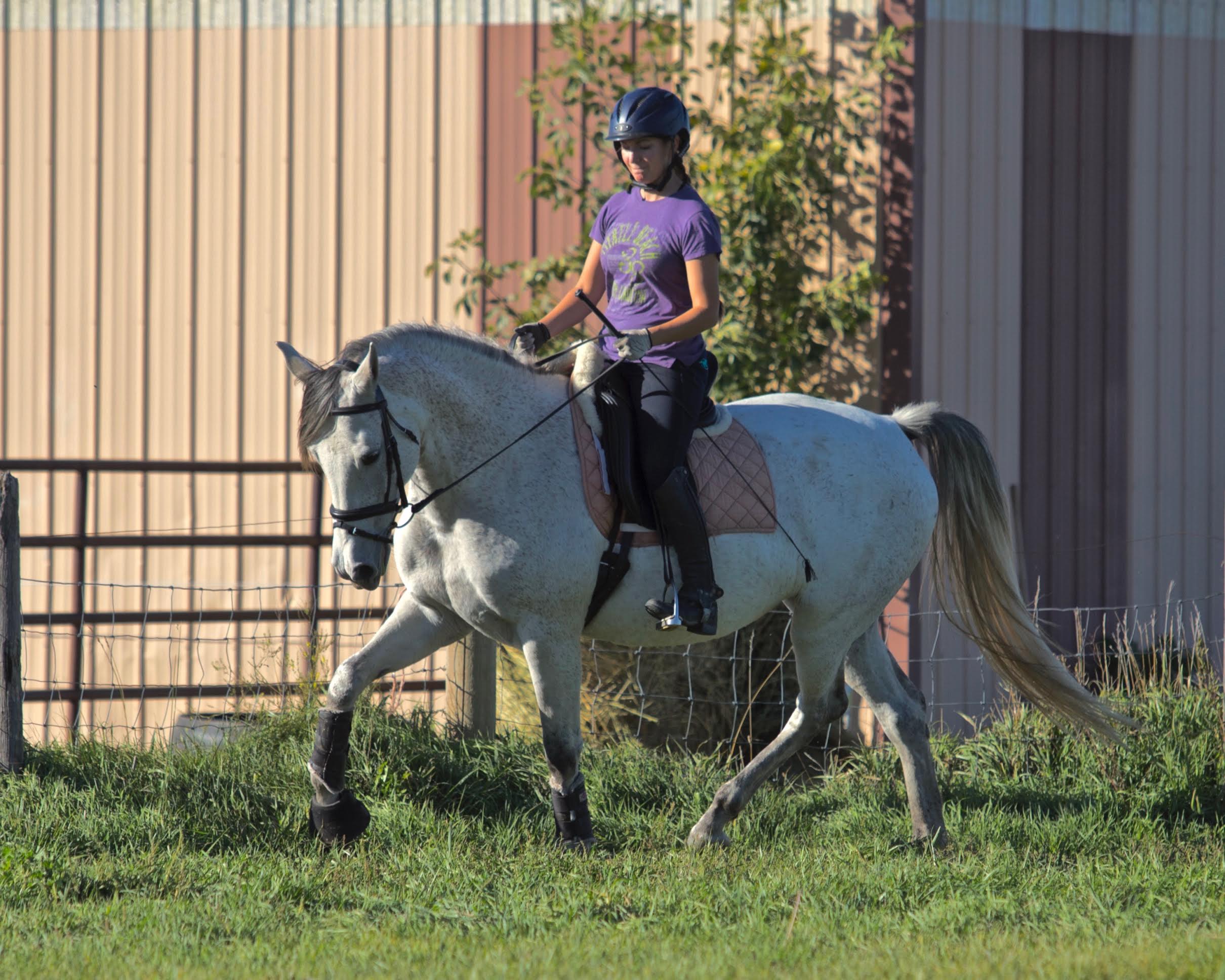 schoolingoct20165 Prairie Rose Training Center Dressage
