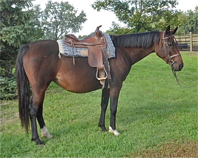 Arabian Mare Ga Kissed By Chemo at Darren Kelley blog