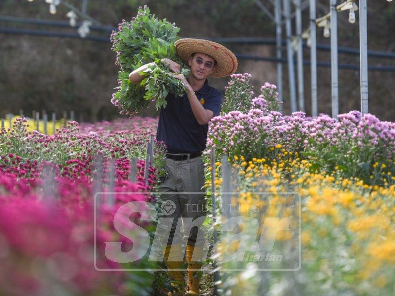 PRK Cameron Highlands Seng Yee mula kempen di ladang 1
