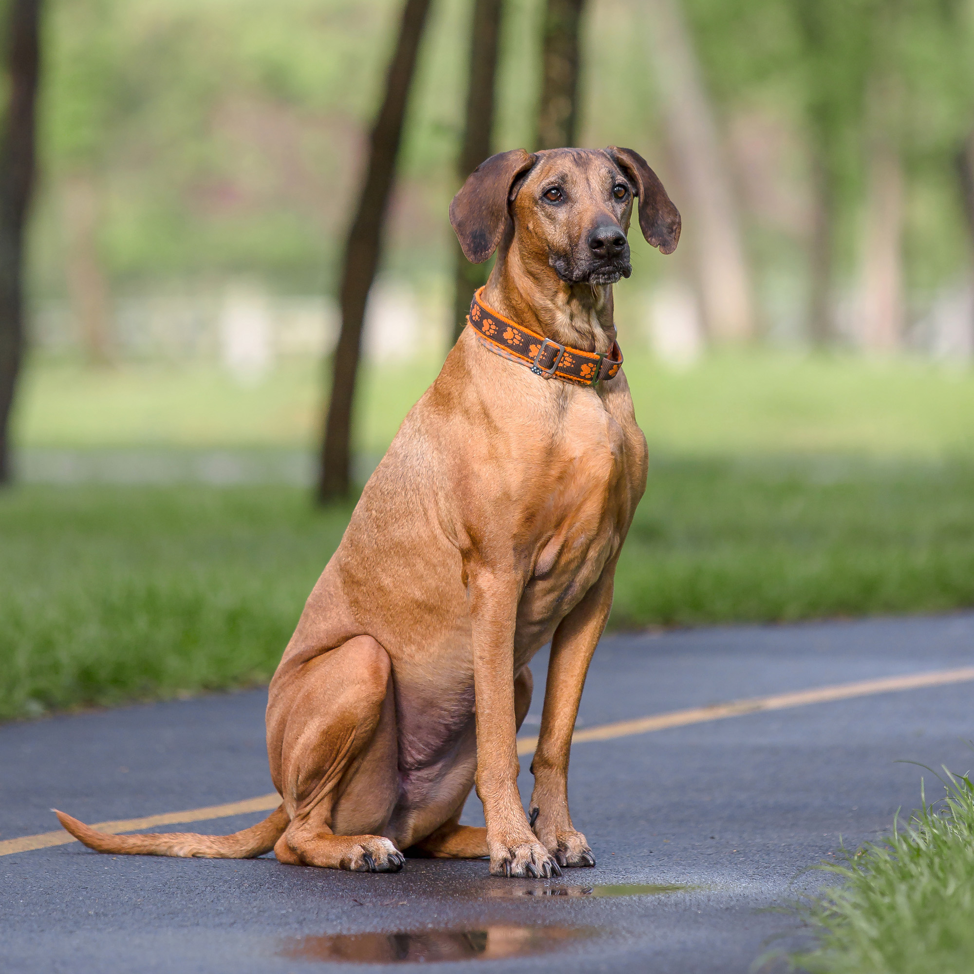 Do dogs scare away burglars? If so, what types of dogs scare away