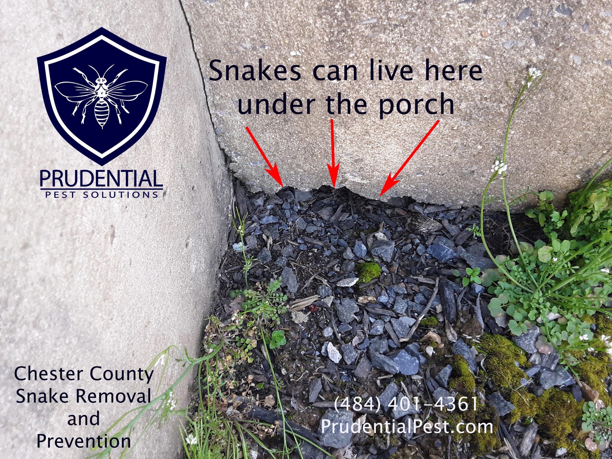 How to keep Snakes away from your property Prudential Pest Solutions
