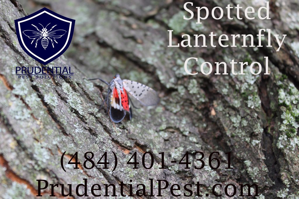 Affordable Spotted Lanternfly Treatments Prudential Pest Solutions