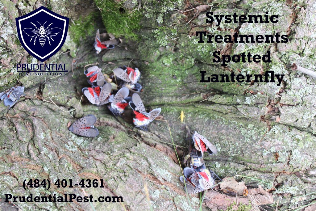 Systemic Treatments for Spotted Lanternfly Prudential Pest Solutions