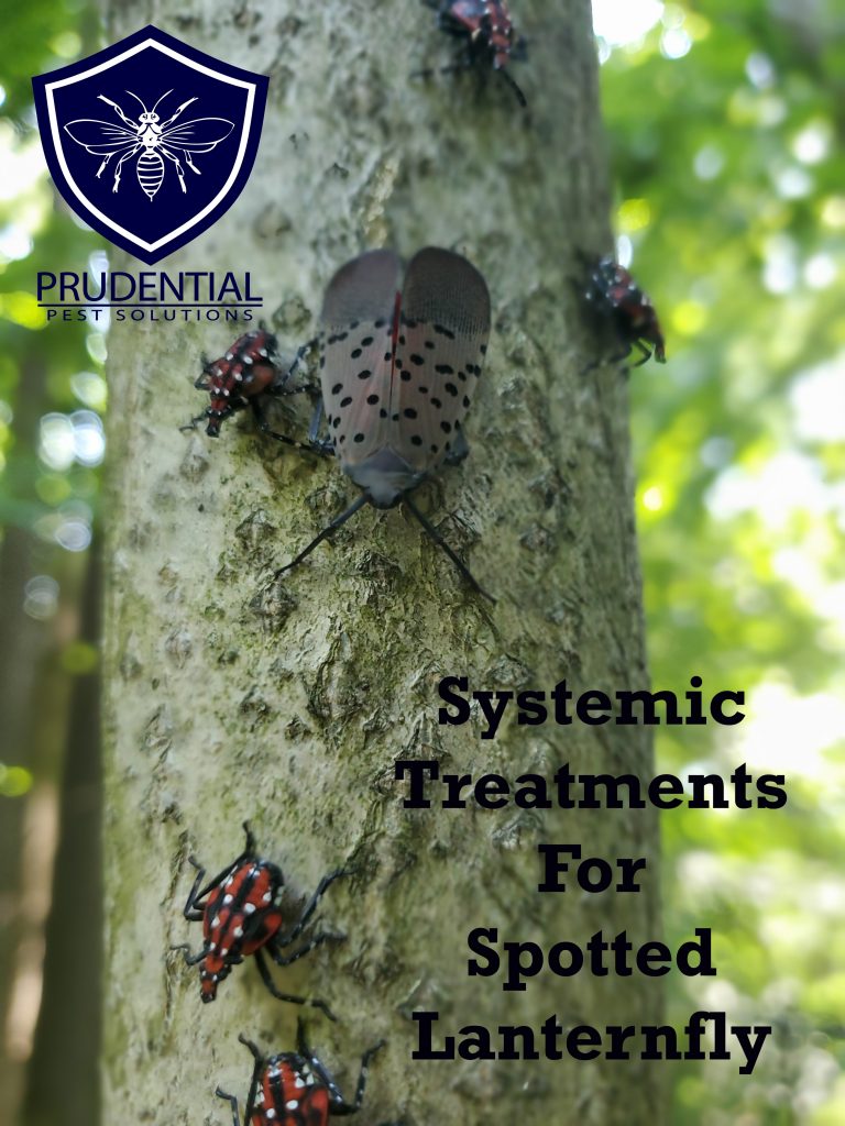 Systemic Treatments for Spotted Lanternfly Prudential Pest Solutions