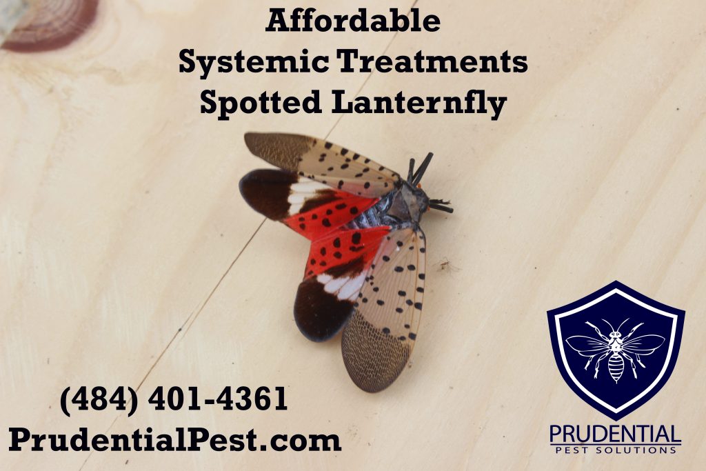 Systemic Treatments for Spotted Lanternfly Prudential Pest Solutions