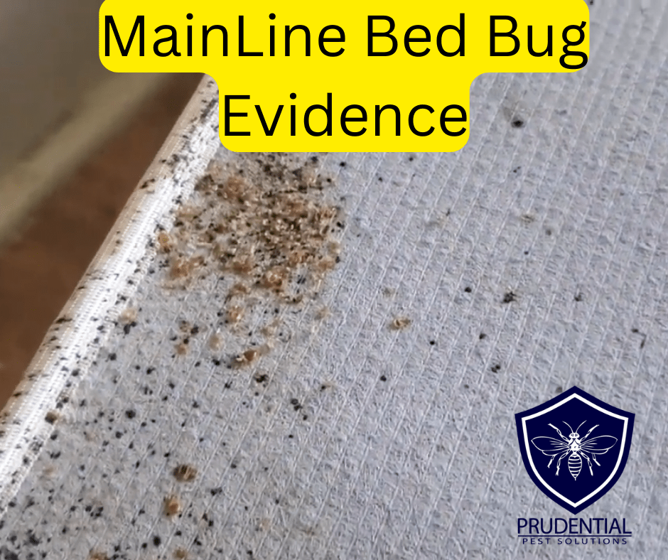 Main Line Bed Bug Exterminators Prudential Pest Solutions