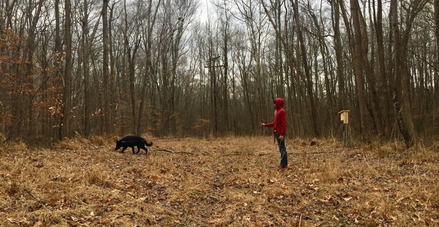 Dog Training Springfield Va Fredericksburg Virginia Dog Trainers