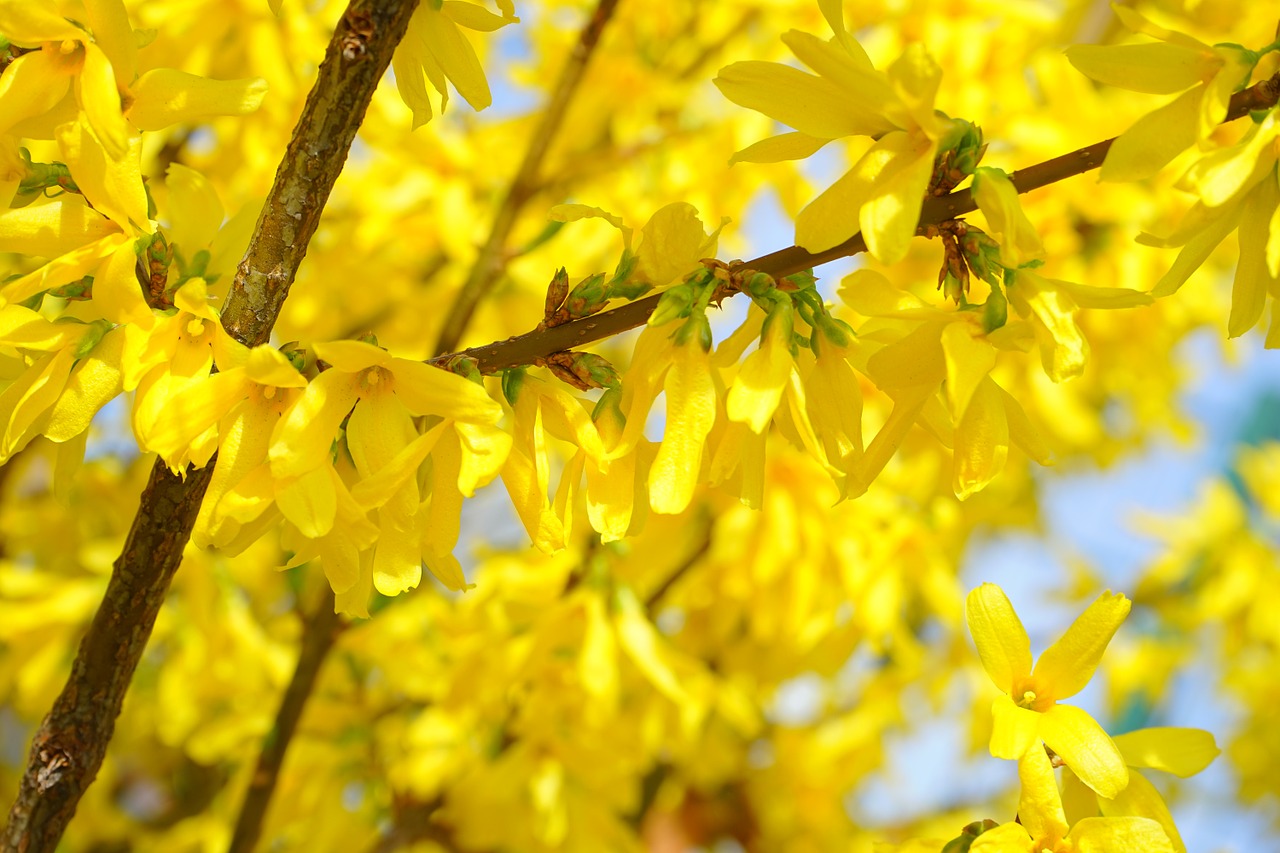 How to Prune Forsythia The Complete Pruning Guide