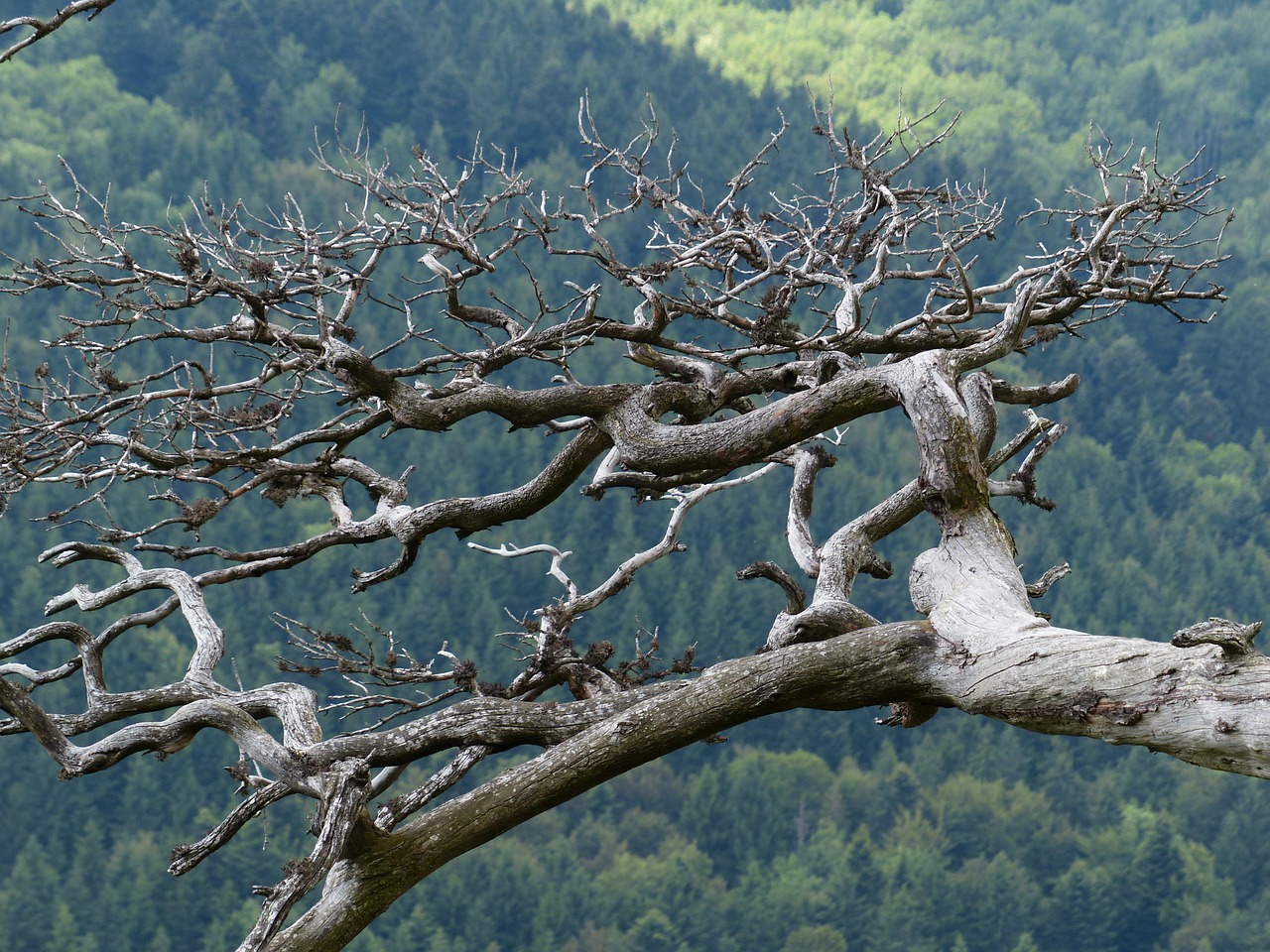 How to Identify Deadwood on a Shrub or Tree