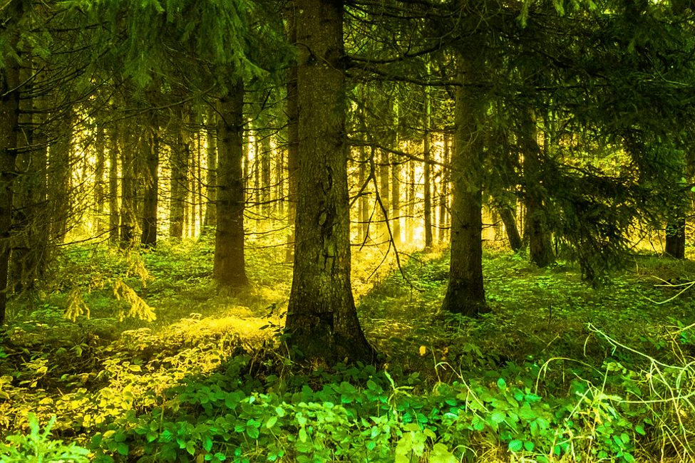 Random Forest Tutorial for Beginners Prwatech