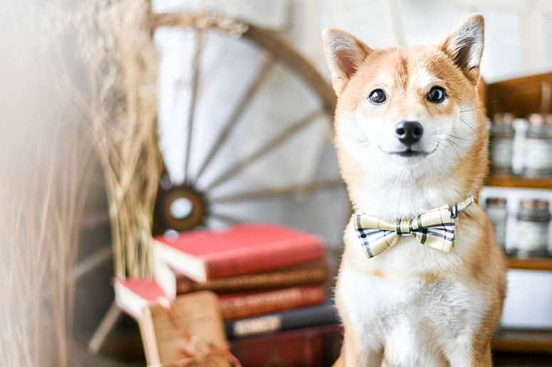 ペット写真撮影 フォトスタジオチェルシー埼玉県入間市のおしゃれな写真館