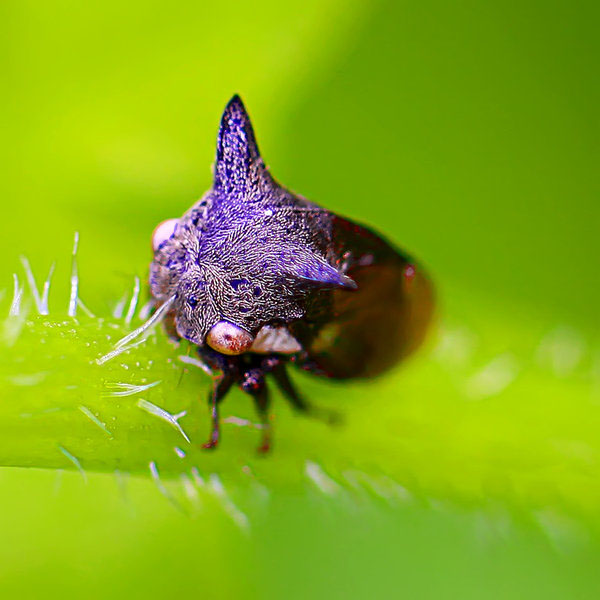 50 Examples of Natural Macro Photography PSDFan