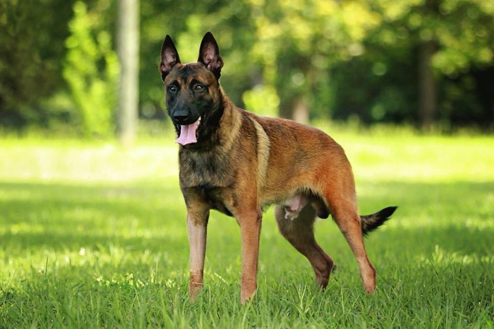 Belgian Malinois PSD Kennels