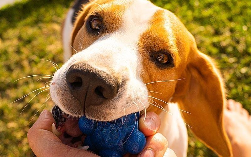 犬の誤飲の理由とは？やめさせる方法を行動診療科獣医が解説 ペット保険の「PS保険」少額短期保険ペットメディカルサポート株式会社
