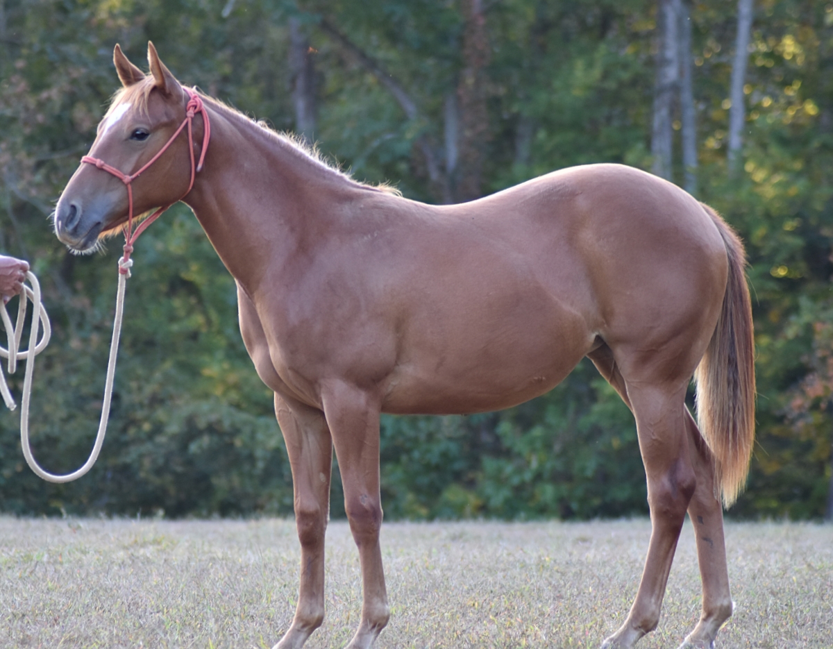 Horses For Sale Pintura Springs