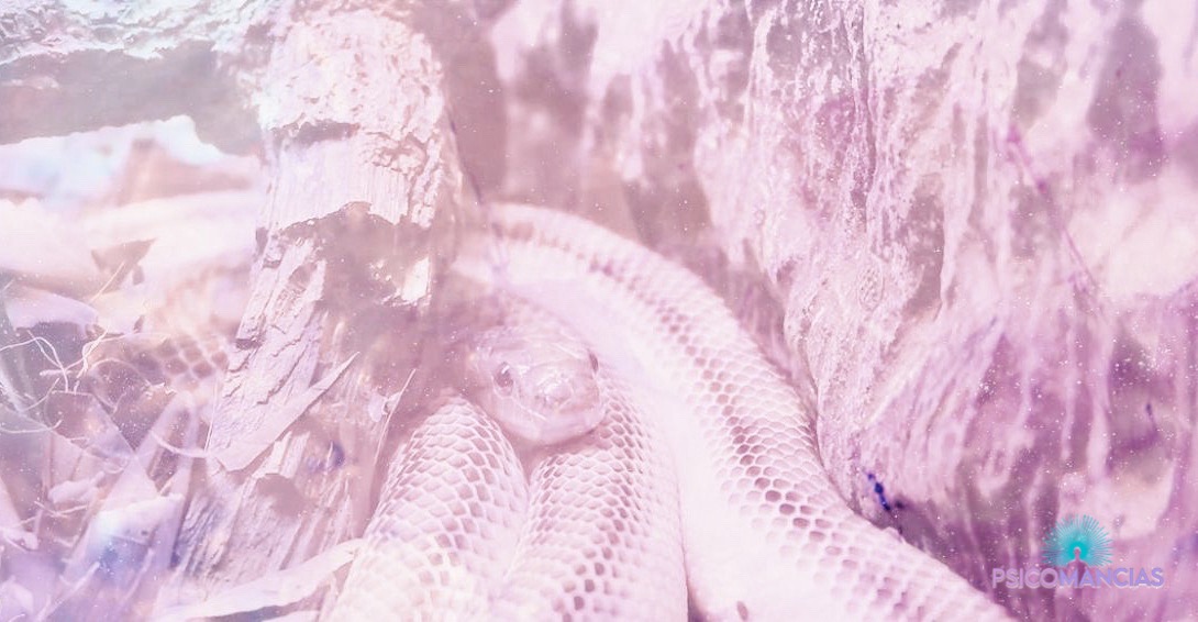 ¿Qué significa soñar con una Serpiente Blanca?