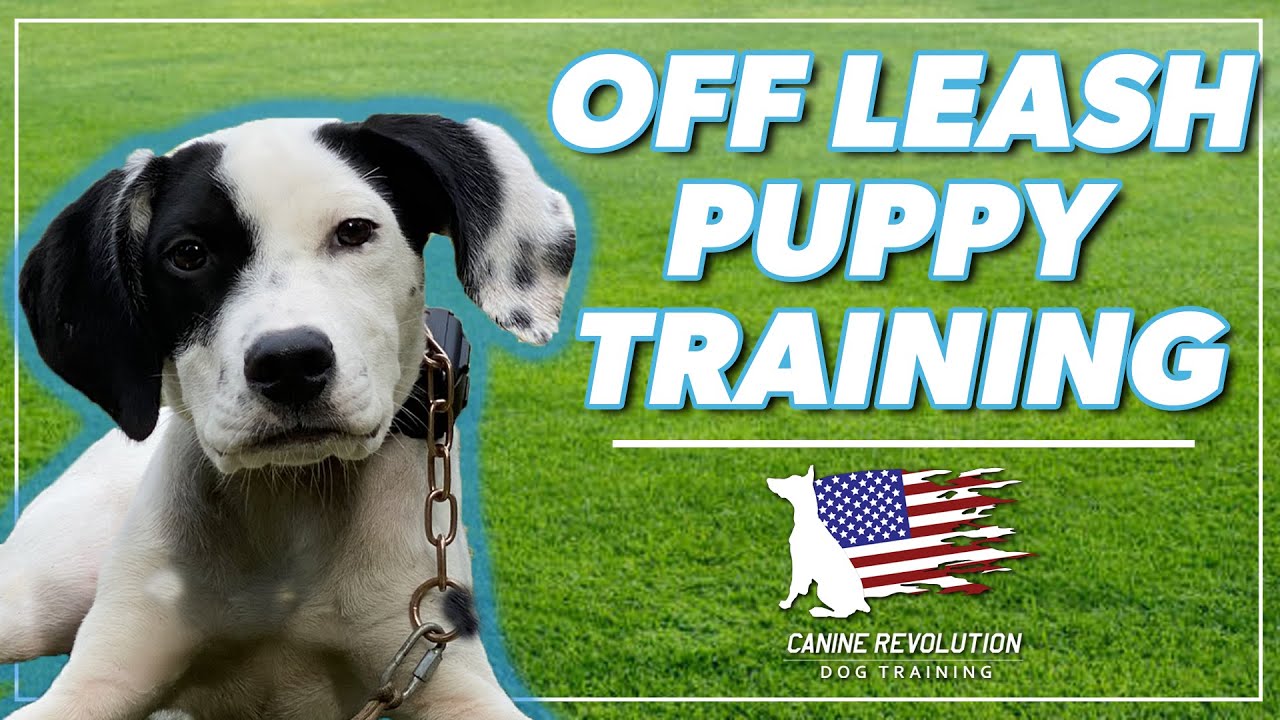 OffLeash Training A StepbyStep Guide to OffLeash Freedom