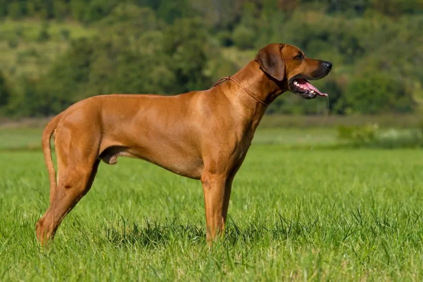 Rhodesian ridgeback Psi Salon Keysi Groomer Psi fryzjer