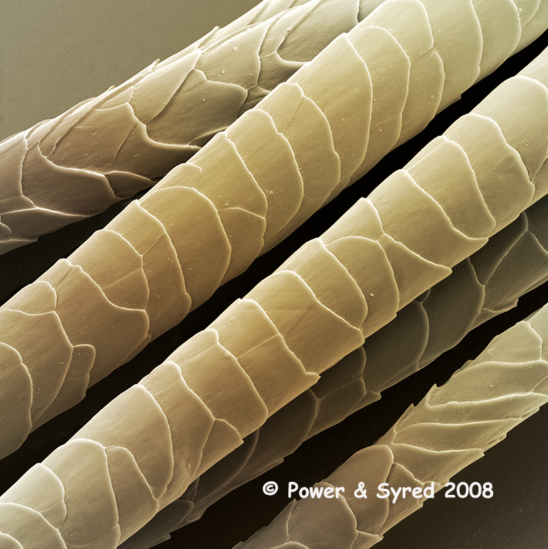 Dog Hair 7994x8000x300dpi 67.68×67.73cm 183MB 5552 Mag PS