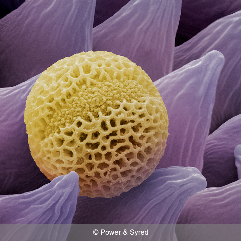 Spores, Seeds & Pollen PS micrographs