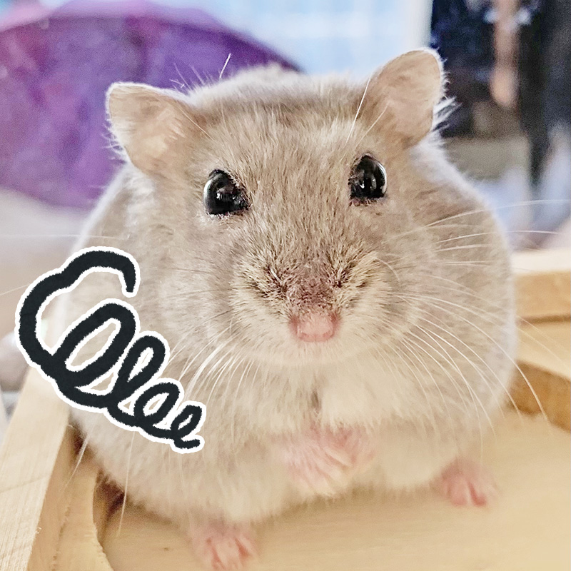 ハムスターの便秘原因や対処法！オリーブオイルを与えるのはダメ？