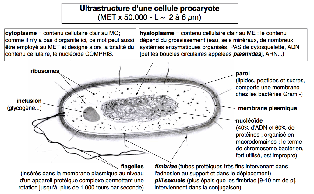 1s Biologie Cellulaire