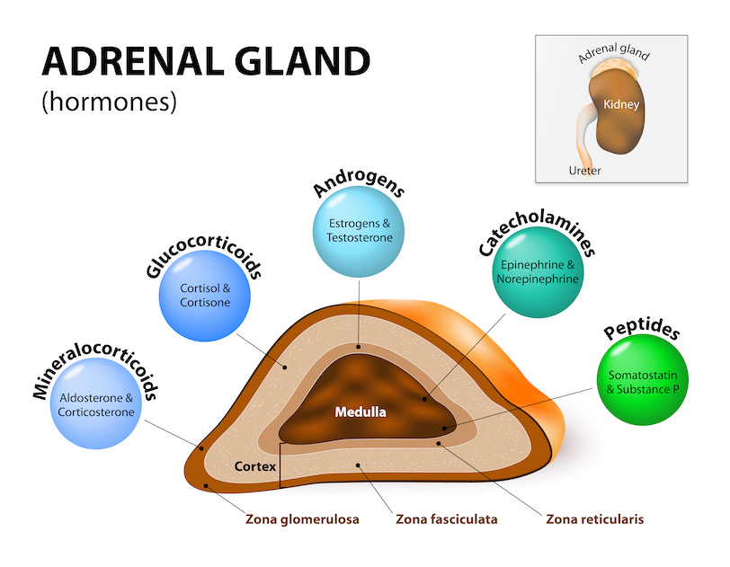 ProAdrenal Transform Medical Weight Loss