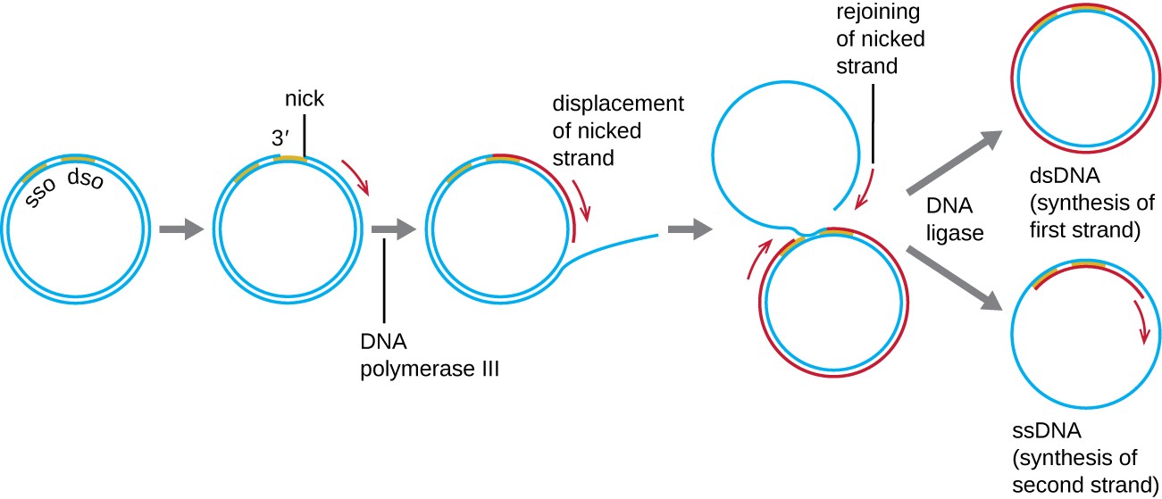 11.2 DNA Replication Microbiology 201