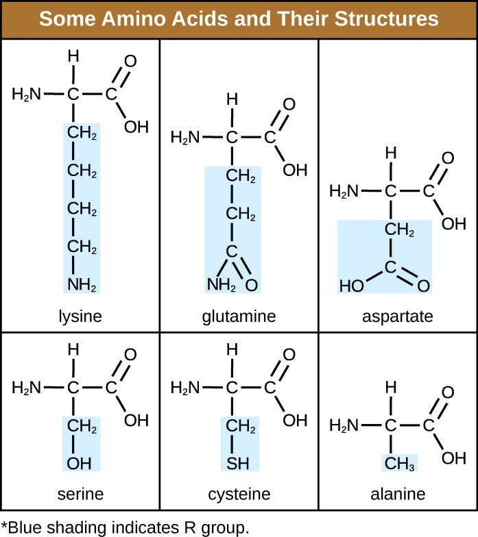 7.4 Proteins Microbiology 201