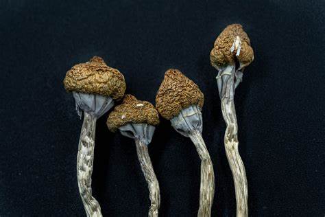 buy texas yellow cap-texas yellow cap mushroom