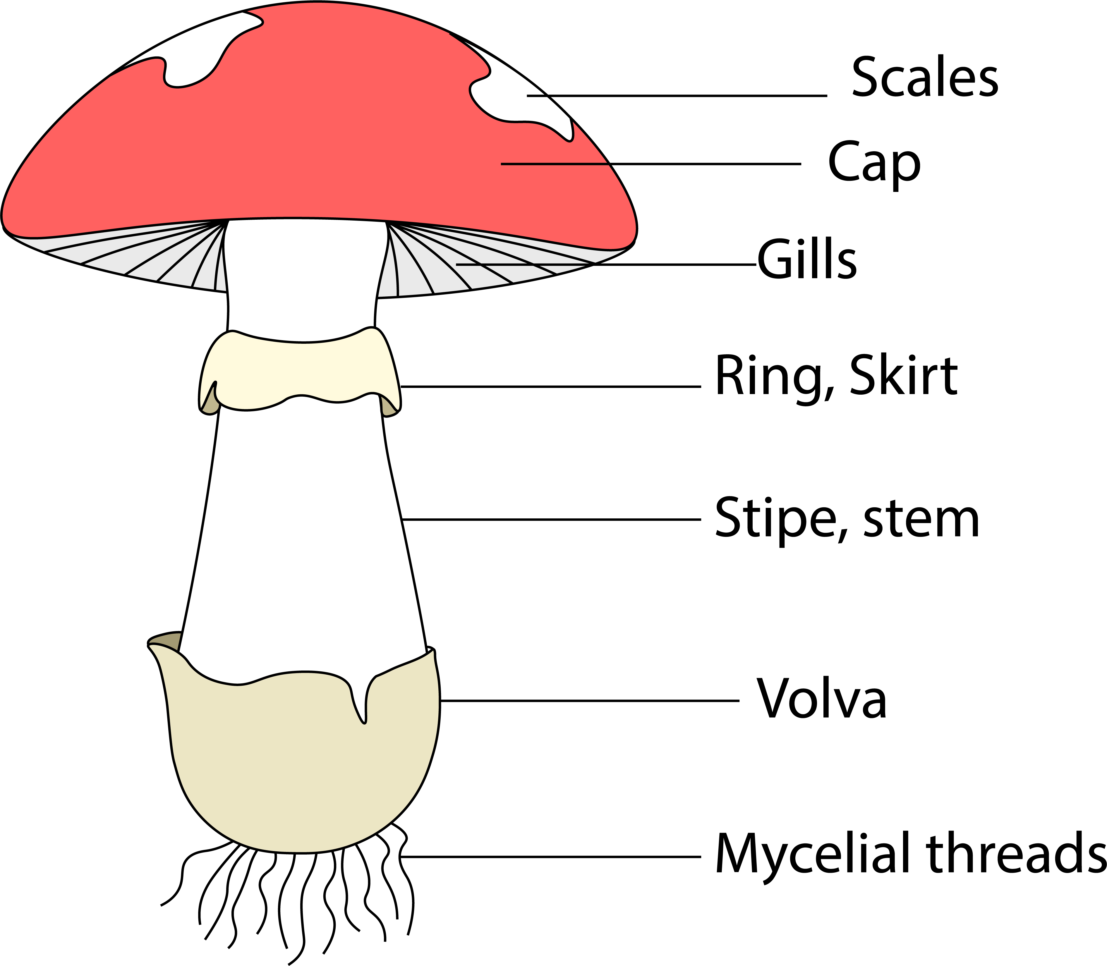 Parts Of A Mushroom Diagram - Hanenhuusholli