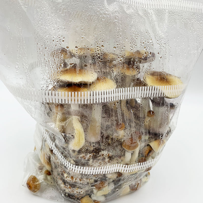 MonoBox Grow Kit Buy MonoBox Mushroom Grow Kit UK magic mushroom