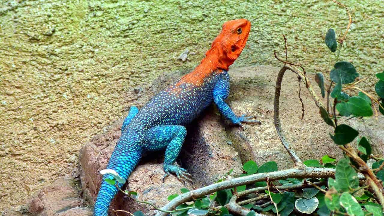 Lizard Dreams Meaning Spiritual Messages & Symbolism