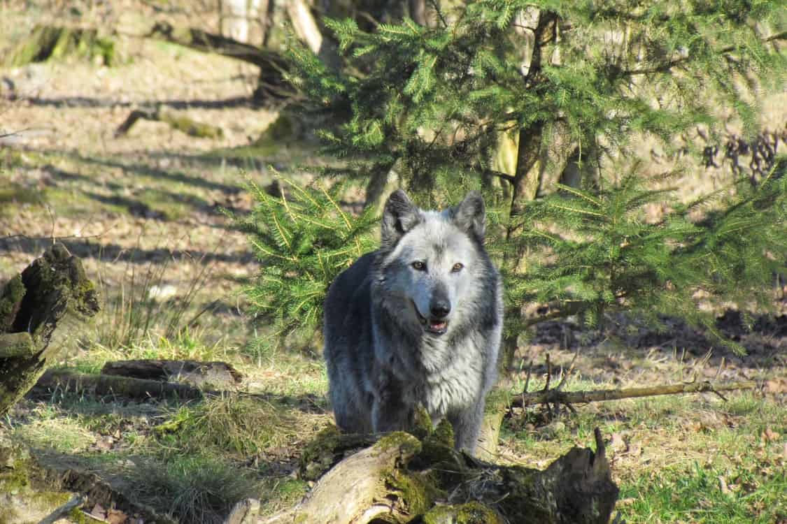 6 Libra’s Spirit Animals and Their Meanings Explained (2022)