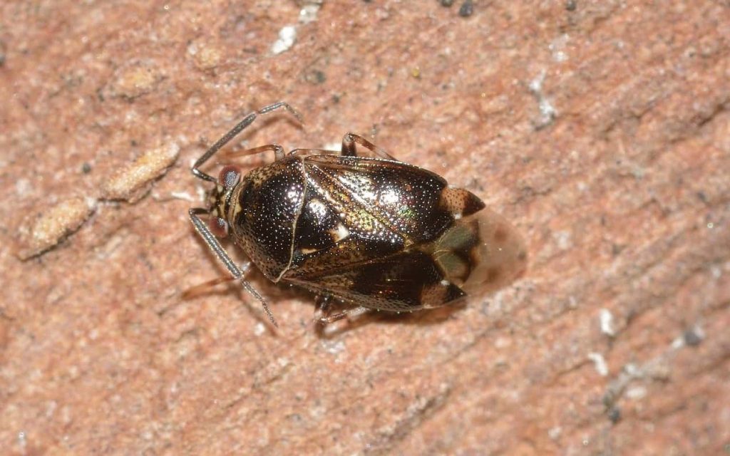 18 Spiritual Meanings of Dream About Bugs in Hair