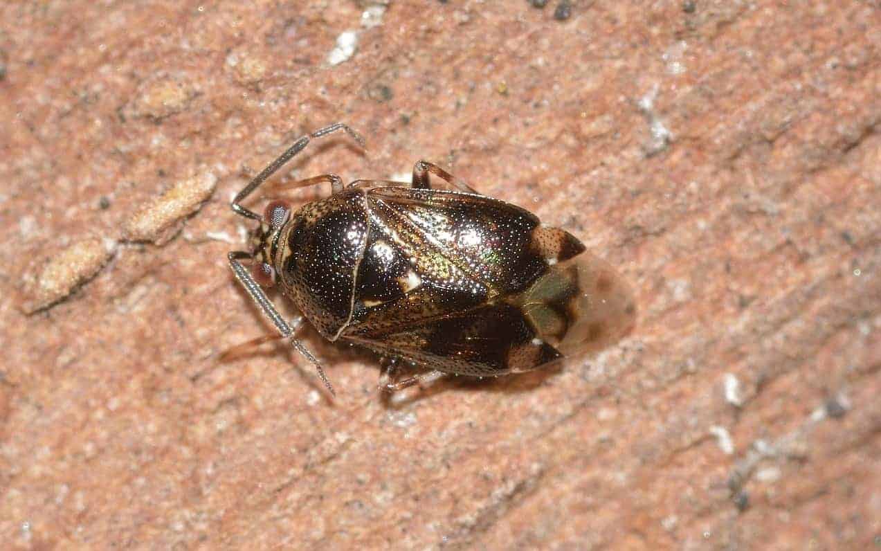 18 Spiritual Meanings of Dream About Bugs in Hair