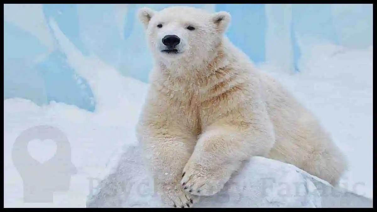 The White Bear Principle and Ironic Process Theory Explained