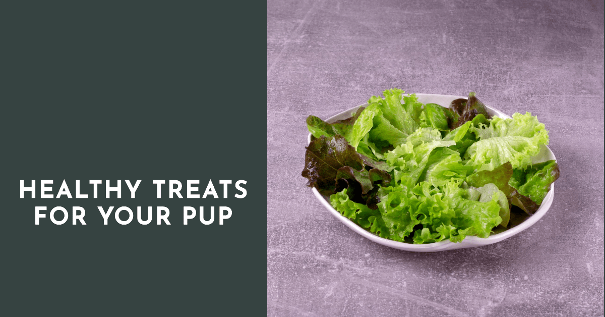 Can Dogs Eat Lettuce What You Need to Know Psyspeaks