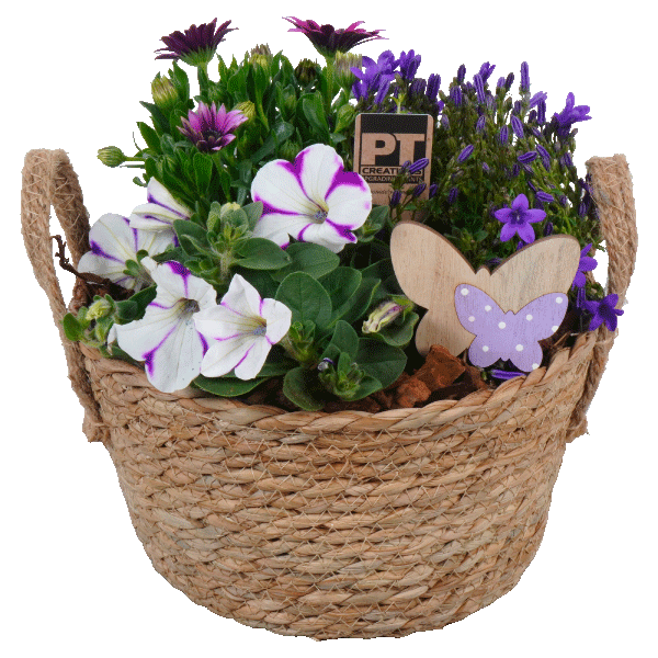 Bedding Plants Archives PT Creations