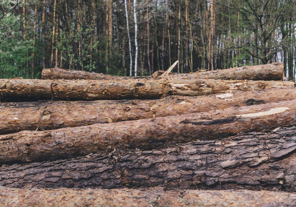 Exploring the Types of Wood in Indonesia Kayu Lapis Indonesia