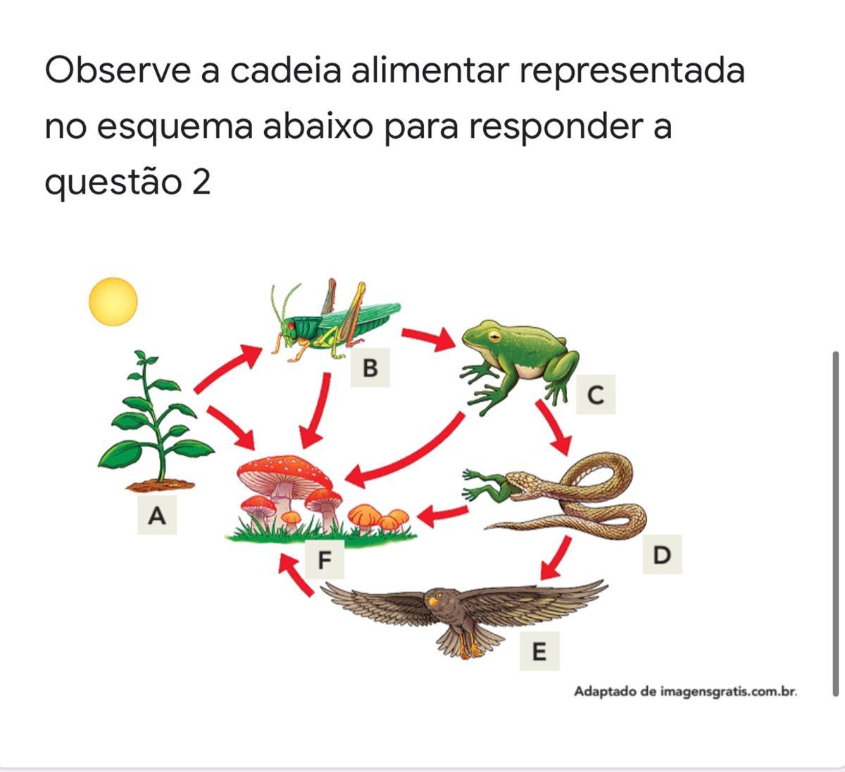 Qual o consumidor terciário na cadeia alimentar acima?