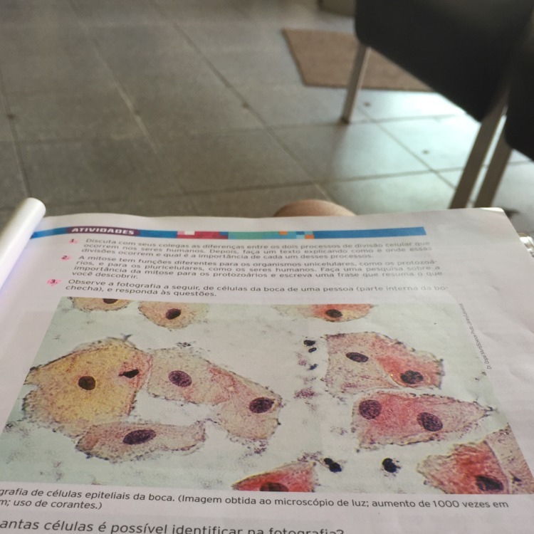 B Que estrutura é responsável pelo limite das células e que outra