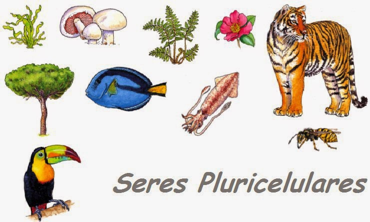Paramecium e Unicelular ou Pluricelular