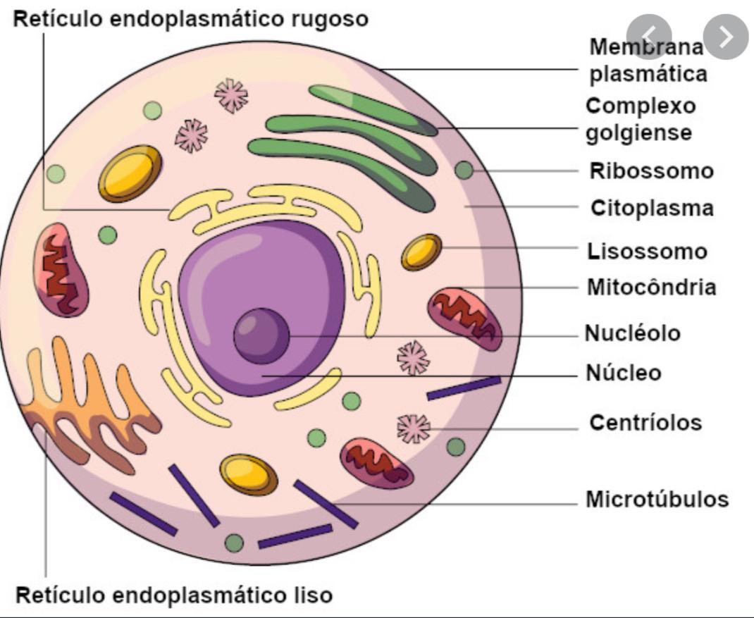 esquematize uma célula eucarionte animal colocando legenda em cada