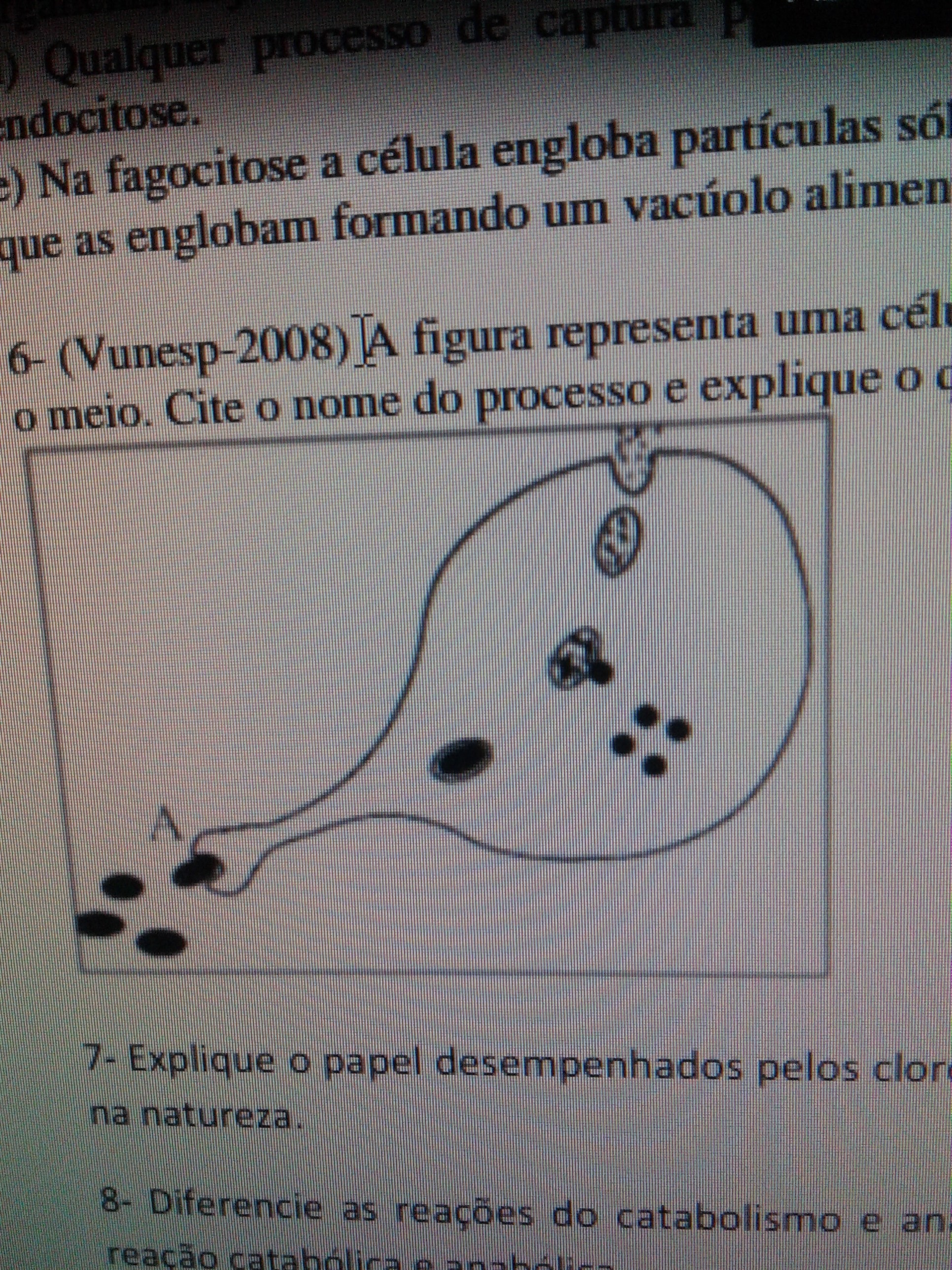 (Vunesp2008) A figura representa uma célula em um