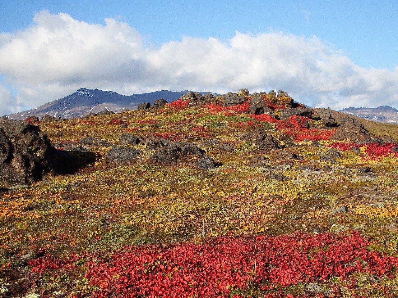 a) Identifique as formações vegetais relacionadas ao clima subpolar e