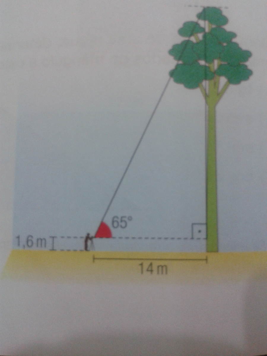 Para calcular a altura de uma árvore, Marcelo construiu o