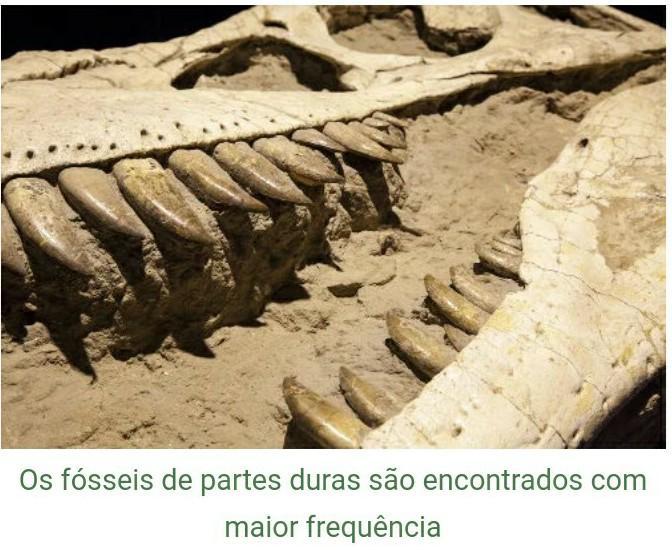 qual a importância dos fósseis no estudo da Evolução?